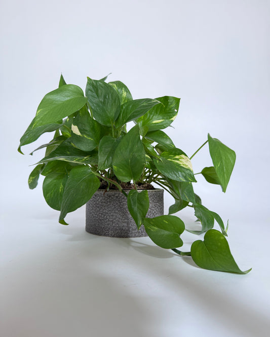 Artisan Textured Pot